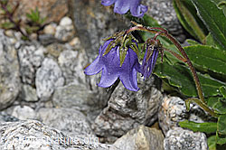Campanula barbata (F278866)