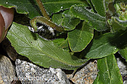 Bärtige Glockenblume (Campanula barbata) (F278869)
