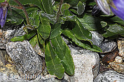 Campanula barbata (F278870)