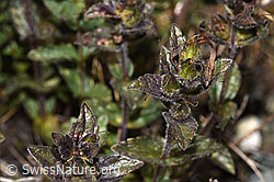 Alpenhelm (Bartsia alpina) (08.2024, F278878)