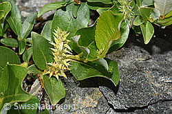 Sal-Weide (Salix caprea) (08.2024, F278882)