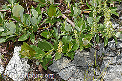 Sal-Weide (Salix caprea) (F278885)