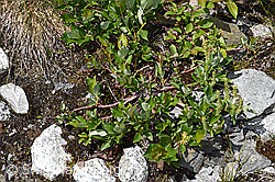 Sal-Weide (Salix caprea) (F278888)
