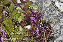 Hornklee-Felsenbiene (Hoplitis loti) auf Vielhaarigem Thymian (Thymus praecox ssp. polytrichus) (F278907) Hornklee-Felsenbiene (Hoplitis loti) auf Vielhaarigem Thymian (Thymus praecox ssp. polytrichus) (F278907)