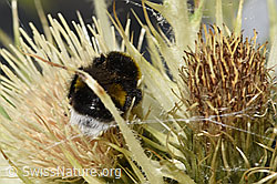 Heide-Erdhummel (Bombus cryptarum) auf Alpen-Kratzdistel (Cirsium spinosissimum) (F278915)