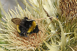 Heide-Erdhummel (Bombus cryptarum) auf Alpen-Kratzdistel (Cirsium spinosissimum) (F278916)