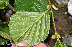 Grün-Erle (Alnus viridis) (F278933) Grün-Erle (Alnus viridis) (F278933)