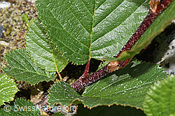 Grün-Erle (Alnus viridis) (F278935) Grün-Erle (Alnus viridis) (F278935)
