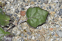 Tussilago farfara (F278948)