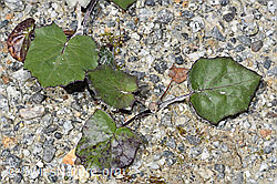 Huflattich (Tussilago farfara) (08.2024, F278949)