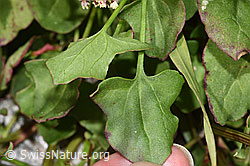 Schildblättriger Ampfer (Rumex scutatus) (F278951) Schildblättriger Ampfer (Rumex scutatus) (F278951)