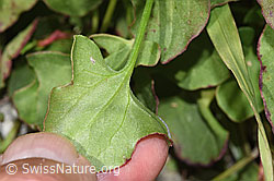 Schildblättriger Ampfer (Rumex scutatus) (F278952) Schildblättriger Ampfer (Rumex scutatus) (F278952)
