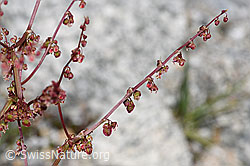 Schildblättriger Ampfer (Rumex scutatus) (F278955) Schildblättriger Ampfer (Rumex scutatus) (F278955)