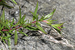 Fleischers Weidenröschen (Epilobium fleischeri) (F278960) Fleischers Weidenröschen (Epilobium fleischeri) (F278960)