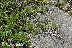 Fleischers Weidenröschen (Epilobium fleischeri) (F278961) Fleischers Weidenröschen (Epilobium fleischeri) (F278961)
