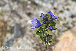 Rosetten-Ehrenpreis (Veronica bellidioides) (F278970) Rosetten-Ehrenpreis (Veronica bellidioides) (F278970)