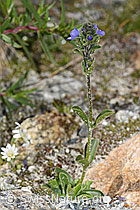 Rosetten-Ehrenpreis (Veronica bellidioides) (F278972) Rosetten-Ehrenpreis (Veronica bellidioides) (F278972)