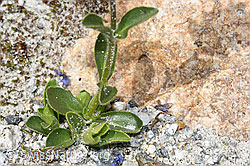 Rosetten-Ehrenpreis (Veronica bellidioides) (F278973) Rosetten-Ehrenpreis (Veronica bellidioides) (F278973)