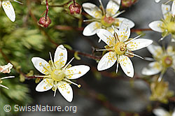 Moosartiger Steinbrech (Saxifraga bryoides) (F278997) Moosartiger Steinbrech (Saxifraga bryoides) (F278997)