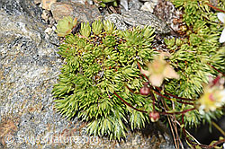 Moosartiger Steinbrech (Saxifraga bryoides) (F278999) Moosartiger Steinbrech (Saxifraga bryoides) (F278999)