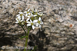 Achillea erba-rotta ssp. moschata (F279008)