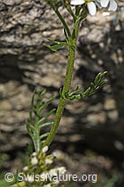 Achillea erba-rotta ssp. moschata (F279009)