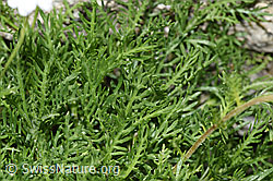 Achillea erba-rotta ssp. moschata (F279010)