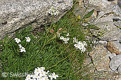 Achillea erba-rotta ssp. moschata (F279012)