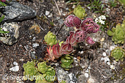 Berg-Hauswurz (Sempervivum montanum) (F279018) Berg-Hauswurz (Sempervivum montanum) (F279018)