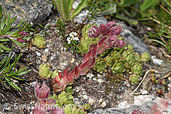 Berg-Hauswurz (Sempervivum montanum) (F279022) Berg-Hauswurz (Sempervivum montanum) (F279022)