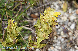 Schmalblättriger Klappertopf (Rhinanthus glacialis) (F279029)
