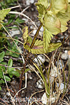 Schmalblättriger Klappertopf (Rhinanthus glacialis) (F279030)