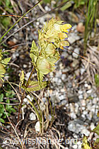 Schmalblättriger Klappertopf (Rhinanthus glacialis) (F279031)