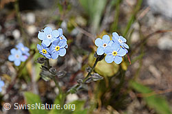Alpen-Vergissmeinnicht (Myosotis alpestris) (F279034) Alpen-Vergissmeinnicht (Myosotis alpestris) (F279034)