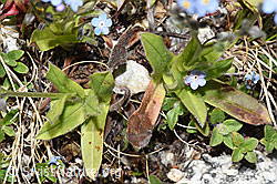 Alpen-Vergissmeinnicht (Myosotis alpestris) (F279035) Alpen-Vergissmeinnicht (Myosotis alpestris) (F279035)