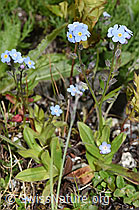 Alpen-Vergissmeinnicht (Myosotis alpestris) (F279037) Alpen-Vergissmeinnicht (Myosotis alpestris) (F279037)