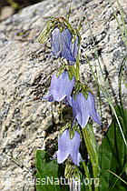 Bärtige Glockenblume (Campanula barbata) (F279039) Bärtige Glockenblume (Campanula barbata) (F279039)