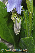 Bärtige Glockenblume (Campanula barbata) (F279040) Bärtige Glockenblume (Campanula barbata) (F279040)