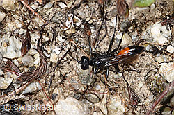 Podalonia alpina (F279043)