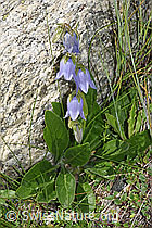 Bärtige Glockenblume (Campanula barbata) (F279052) Bärtige Glockenblume (Campanula barbata) (F279052)