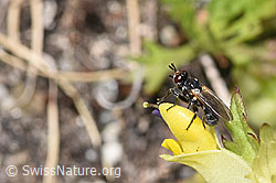 Thecophora atra (Dickkopffliege) auf Schmalblättrigem Klappertopf (Rhinanthus glacialis) (F279054)