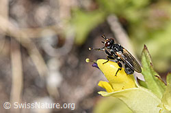 Schmalblättriger Klappertopf (Rhinanthus glacialis)