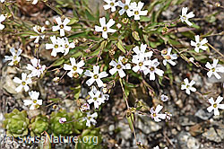 Silene rupestris (F279059)