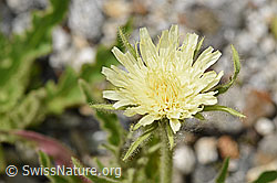 Hieracium intybaceum (F279073)