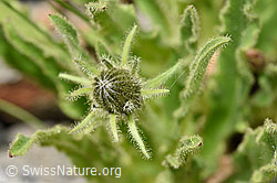 Hieracium intybaceum (F279074)