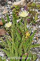 Hieracium intybaceum (F279075)