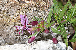 Fleischers Weidenröschen (Epilobium fleischeri) (F279078) Fleischers Weidenröschen (Epilobium fleischeri) (F279078)