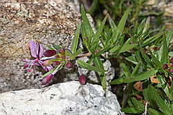 Fleischers Weidenröschen (Epilobium fleischeri) (F279079) Fleischers Weidenröschen (Epilobium fleischeri) (F279079)
