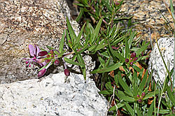 Fleischers Weidenröschen (Epilobium fleischeri) (F279080) Fleischers Weidenröschen (Epilobium fleischeri) (F279080)