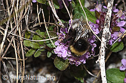 Heide-Erdhummel (Bombus cryptarum) auf Vielhaarigem Thymian (Thymus praecox ssp. polytrichus) (F279082) Heide-Erdhummel (Bombus cryptarum) auf Vielhaarigem Thymian (Thymus praecox ssp. polytrichus) (F279082)